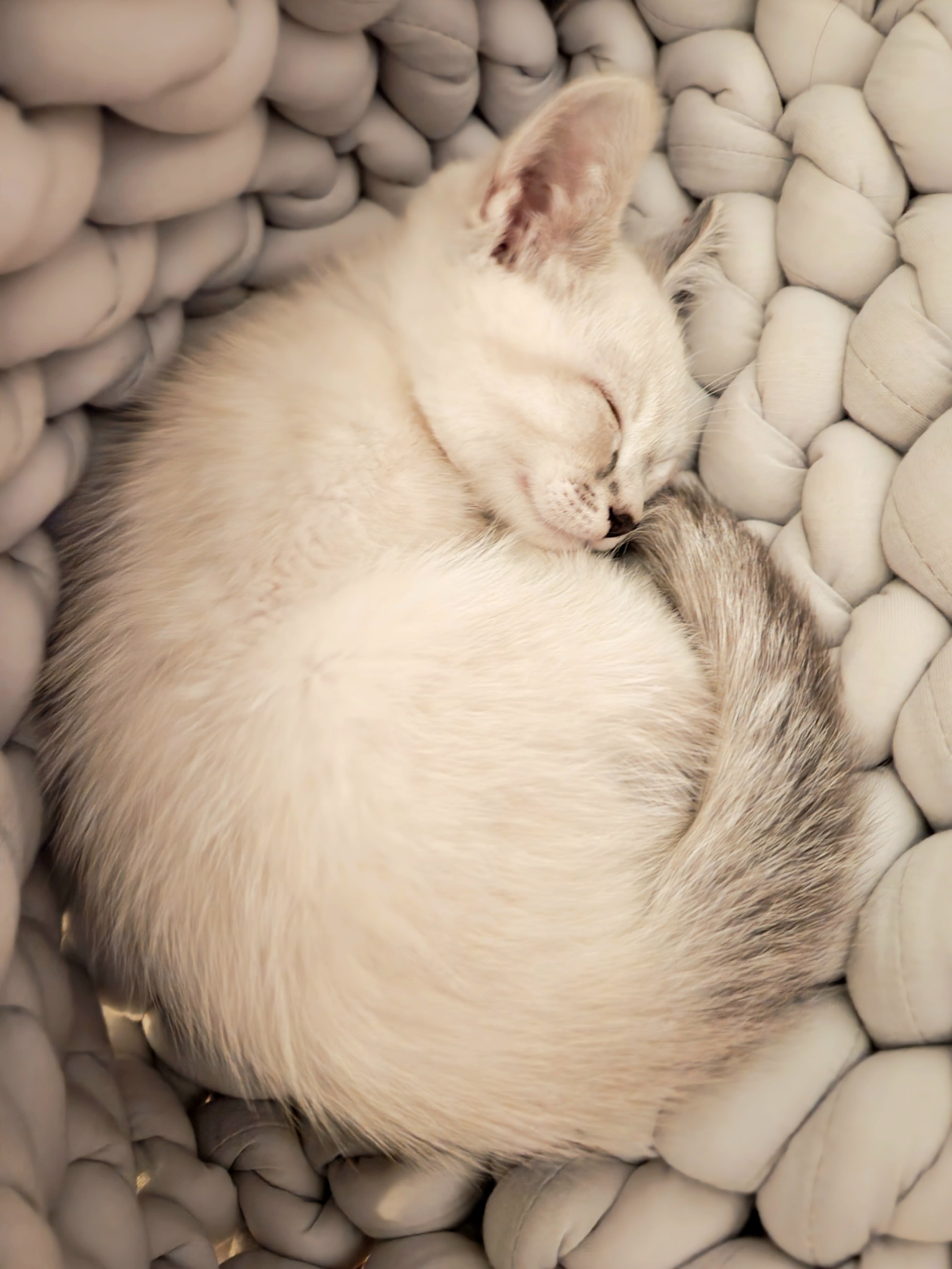 placeholder image-sq