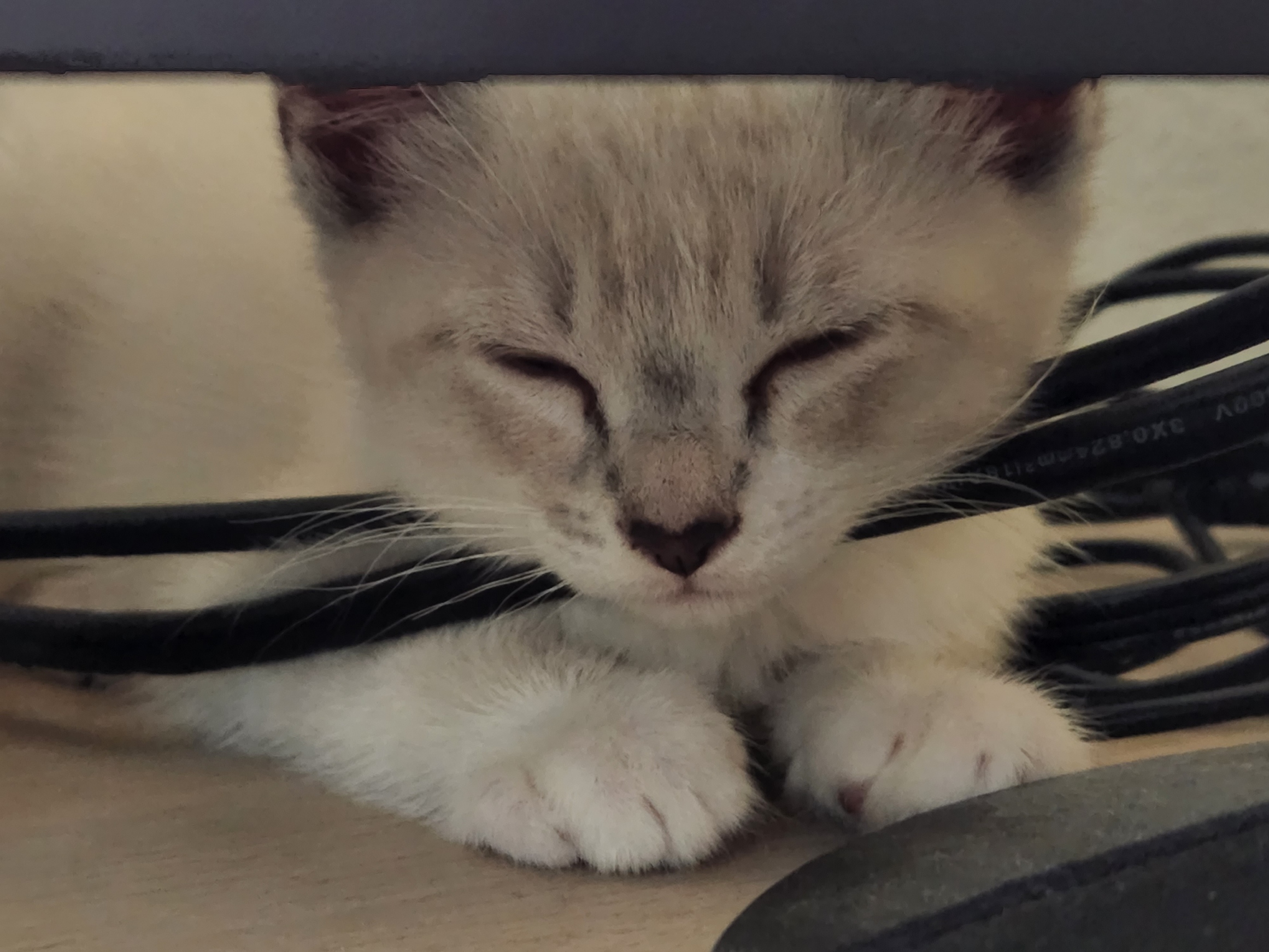 placeholder image-sq