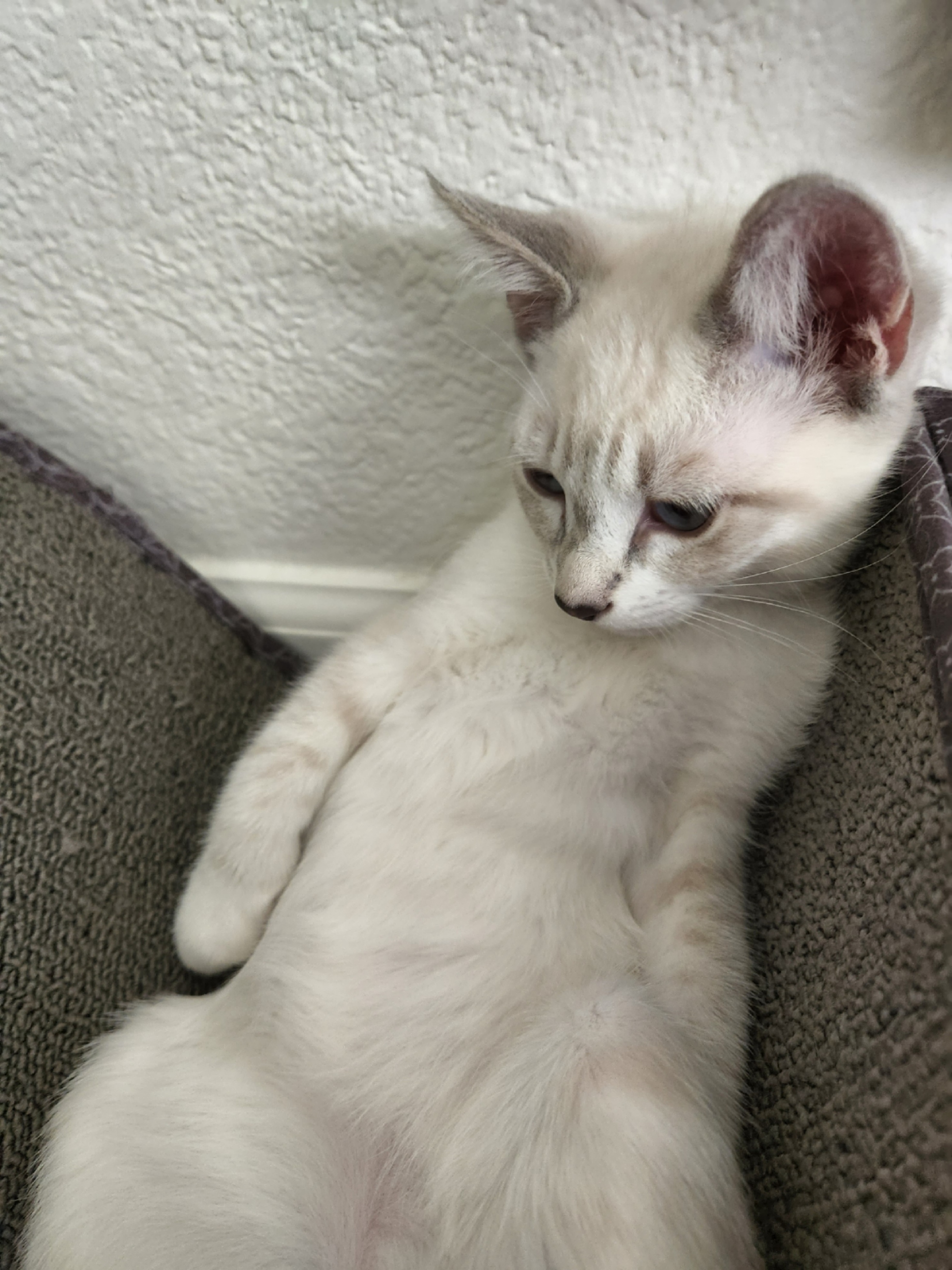 placeholder image-sq