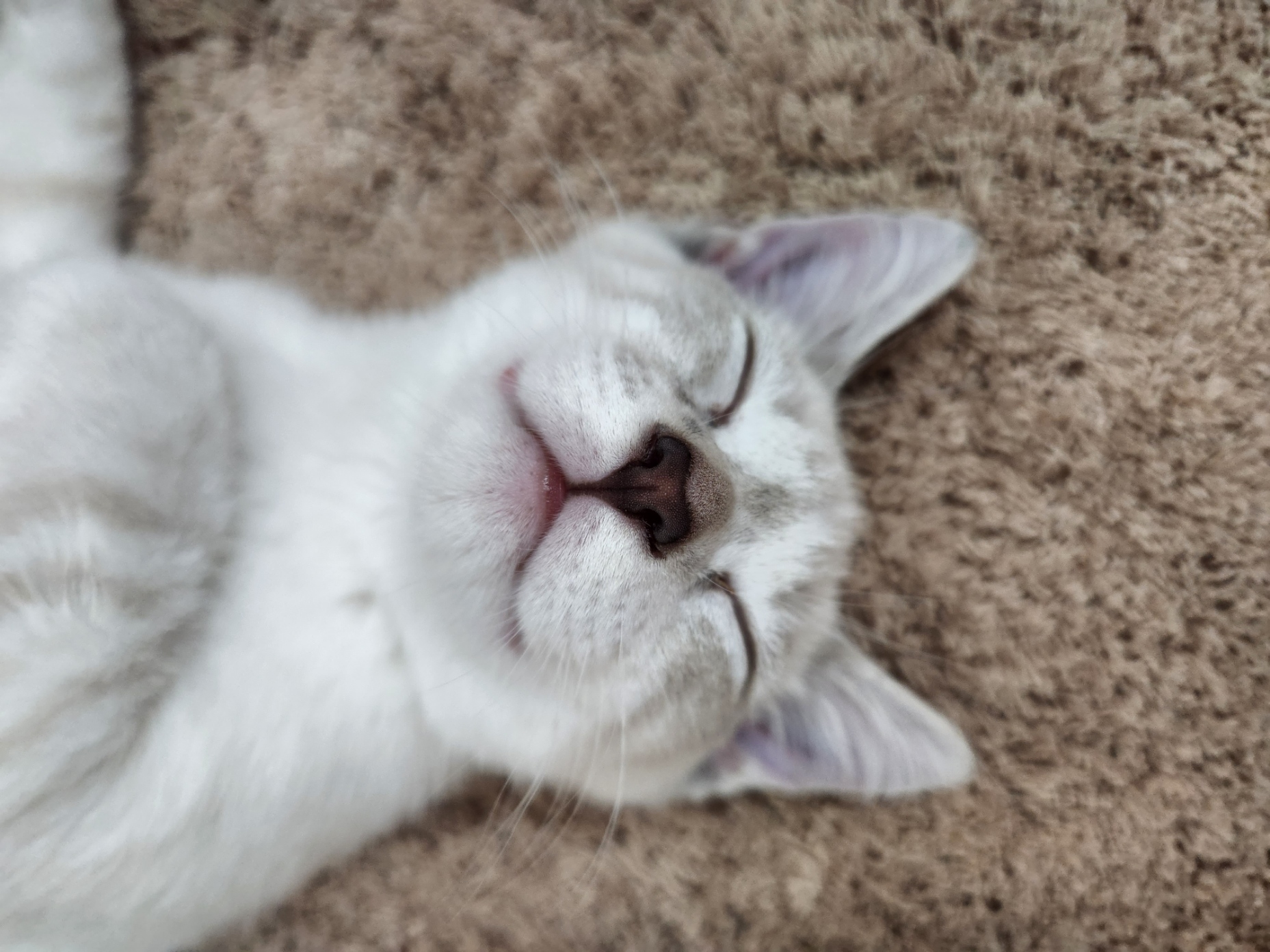 placeholder image-sq