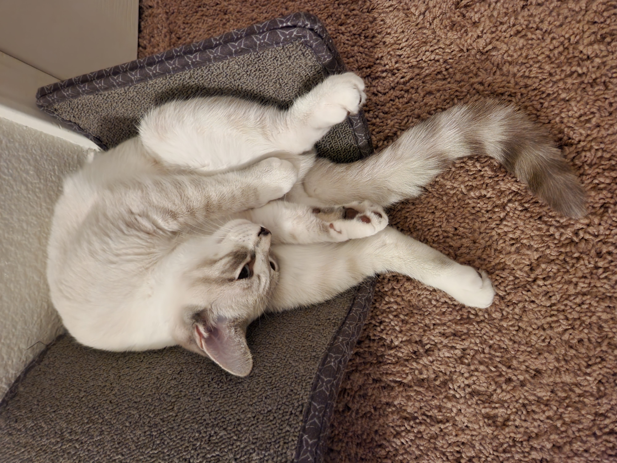 placeholder image-sq