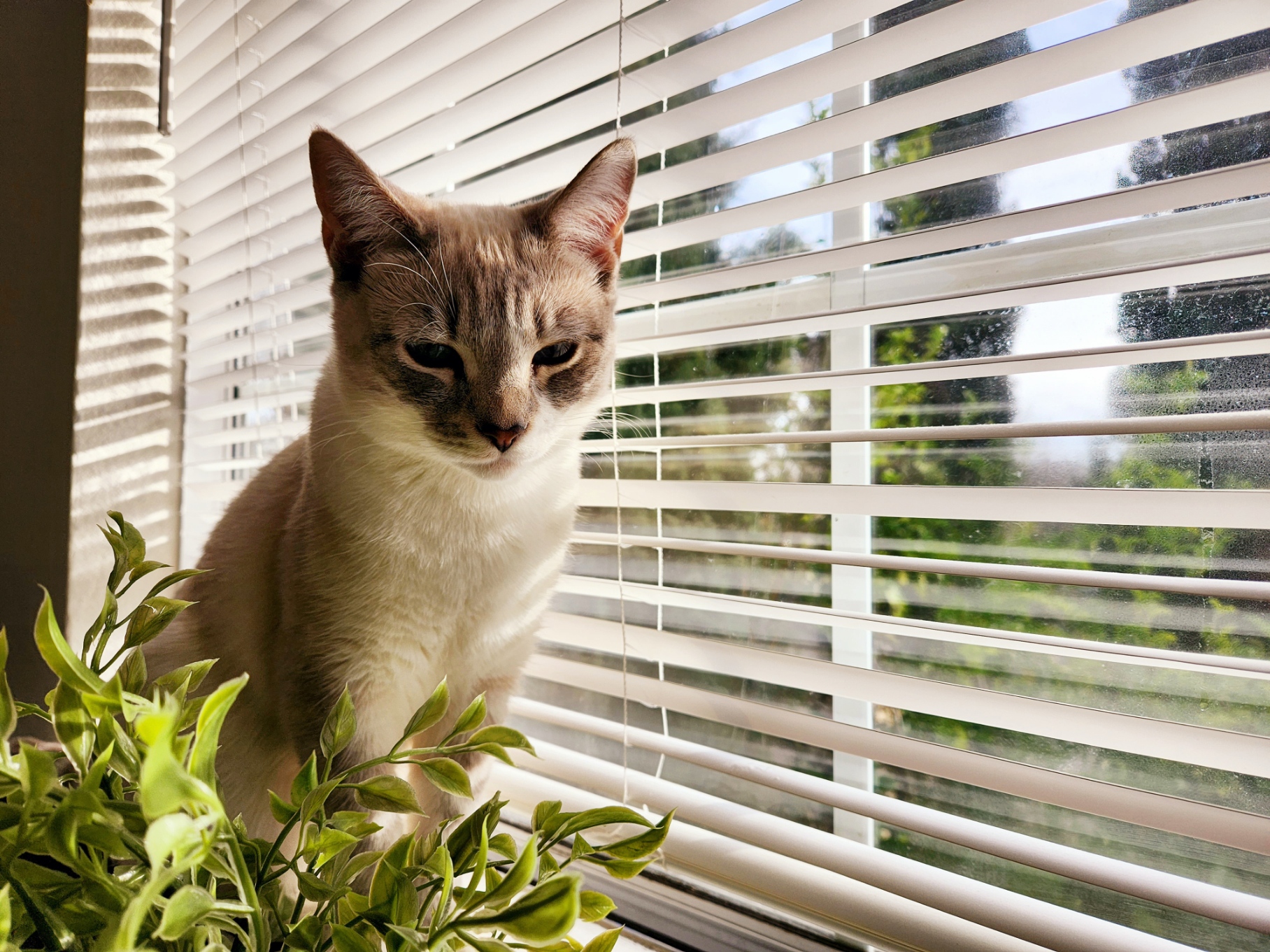 placeholder image-sq