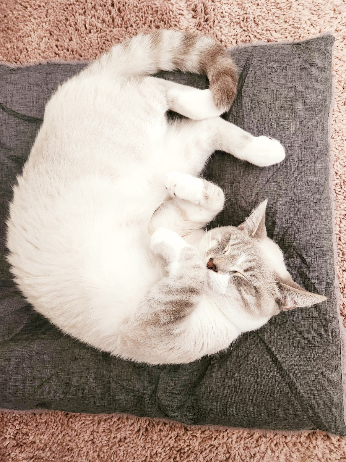 placeholder image-sq