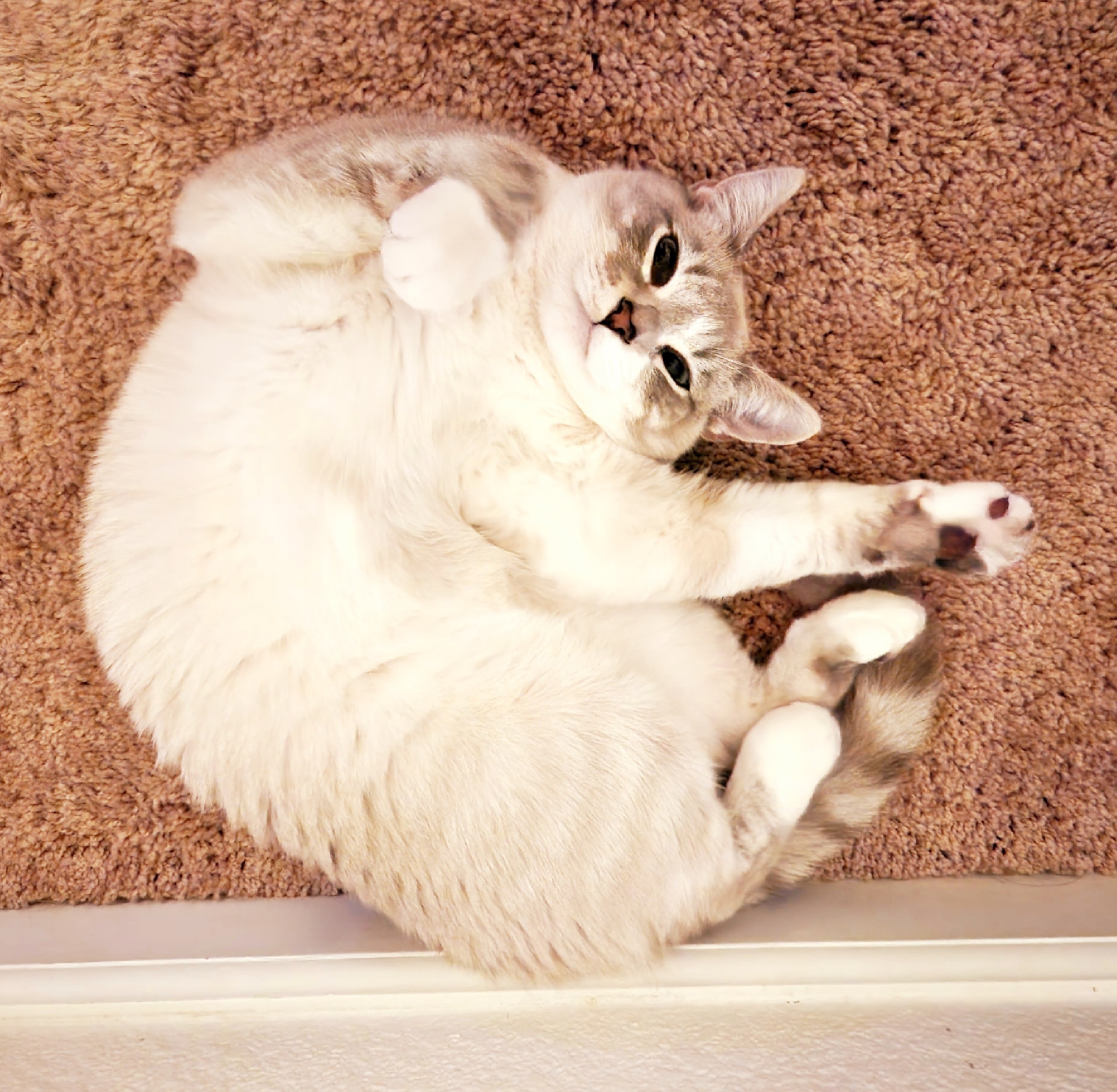 placeholder image-sq