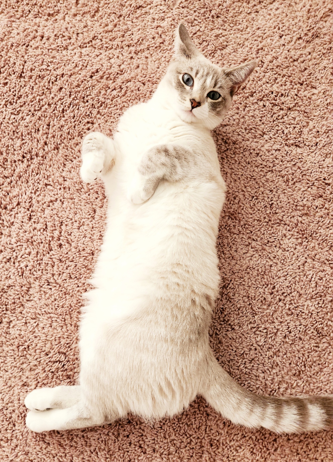 placeholder image-sq