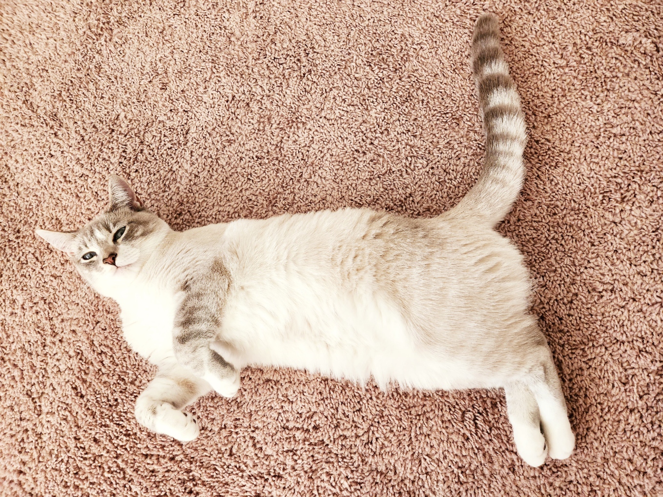 placeholder image-sq