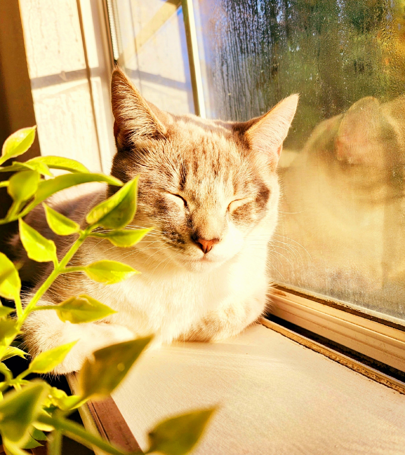 placeholder image-sq