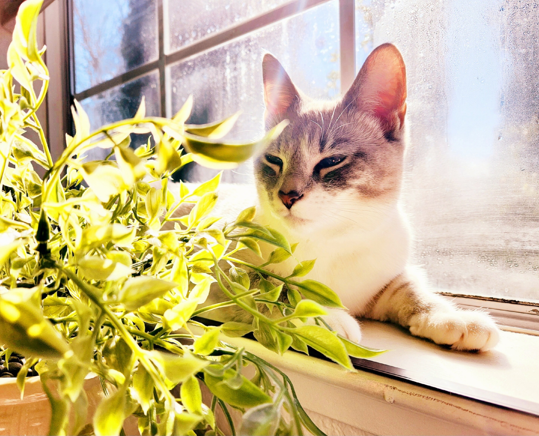 placeholder image-sq