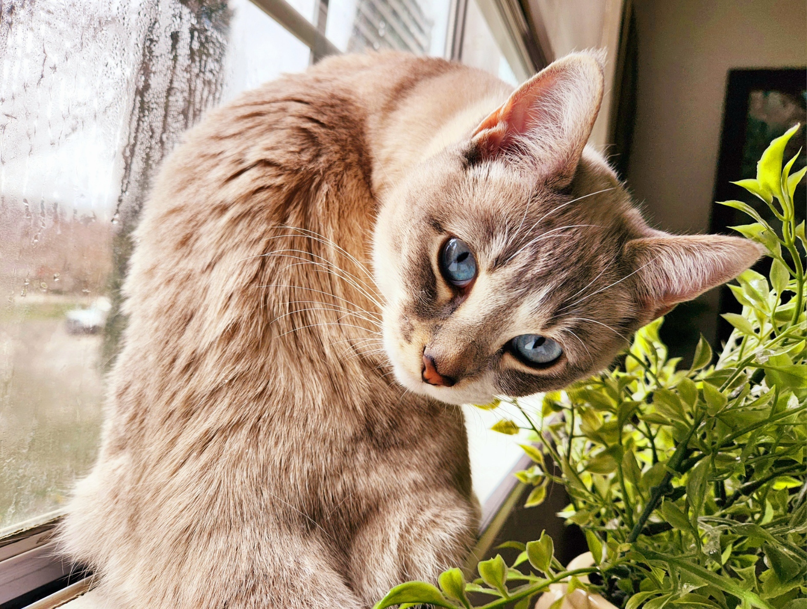 placeholder image-sq