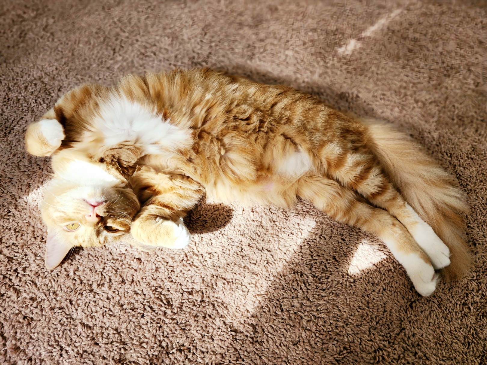 placeholder image-sq