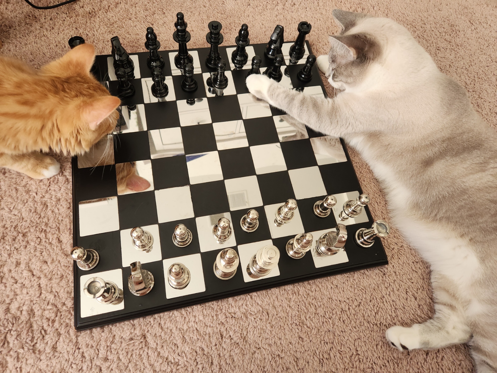 placeholder image-sq