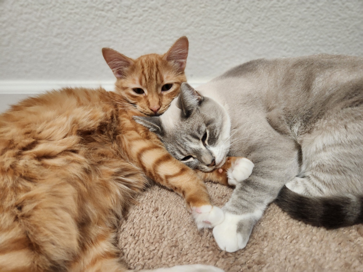 placeholder image-sq