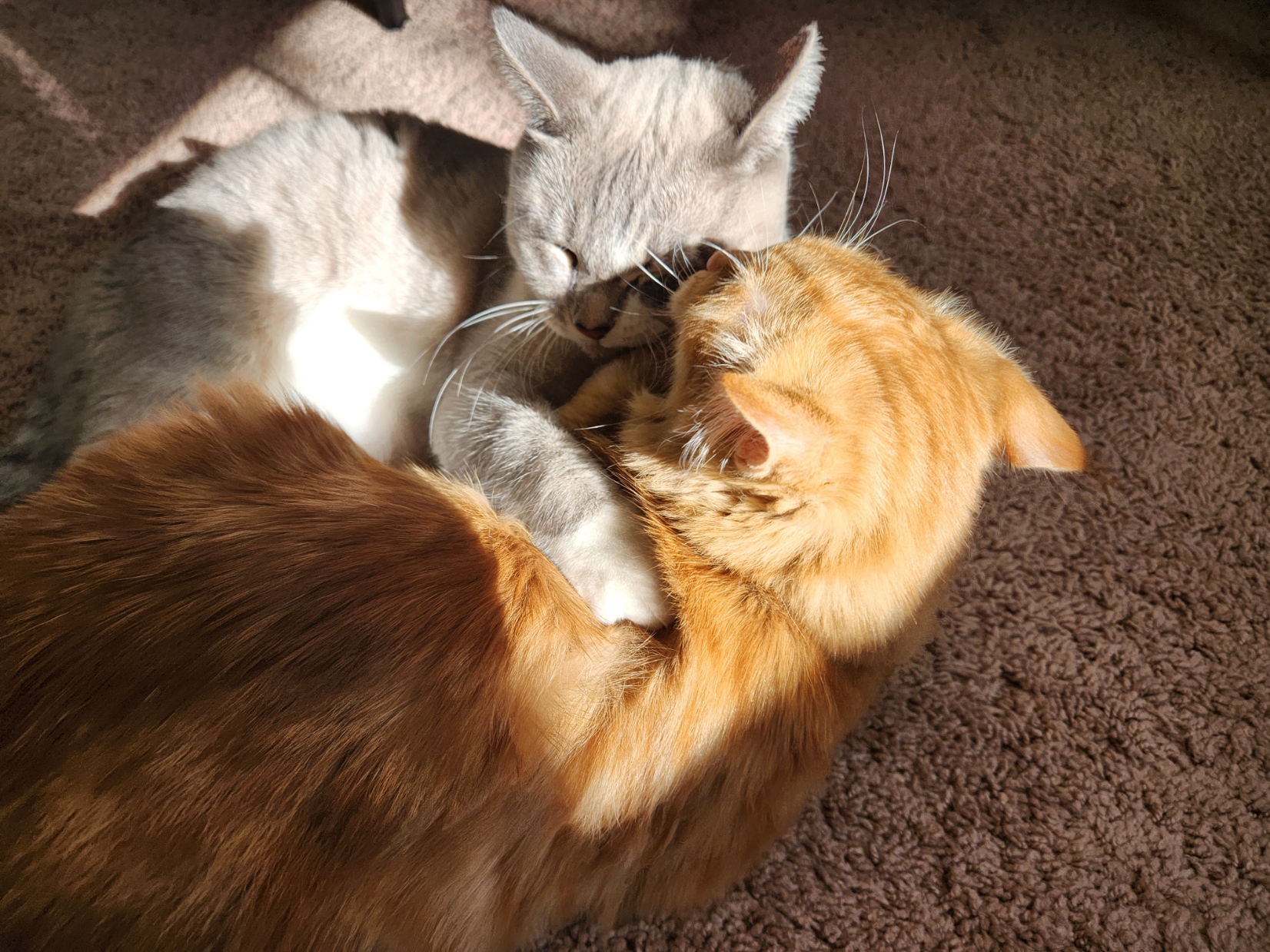 placeholder image-sq