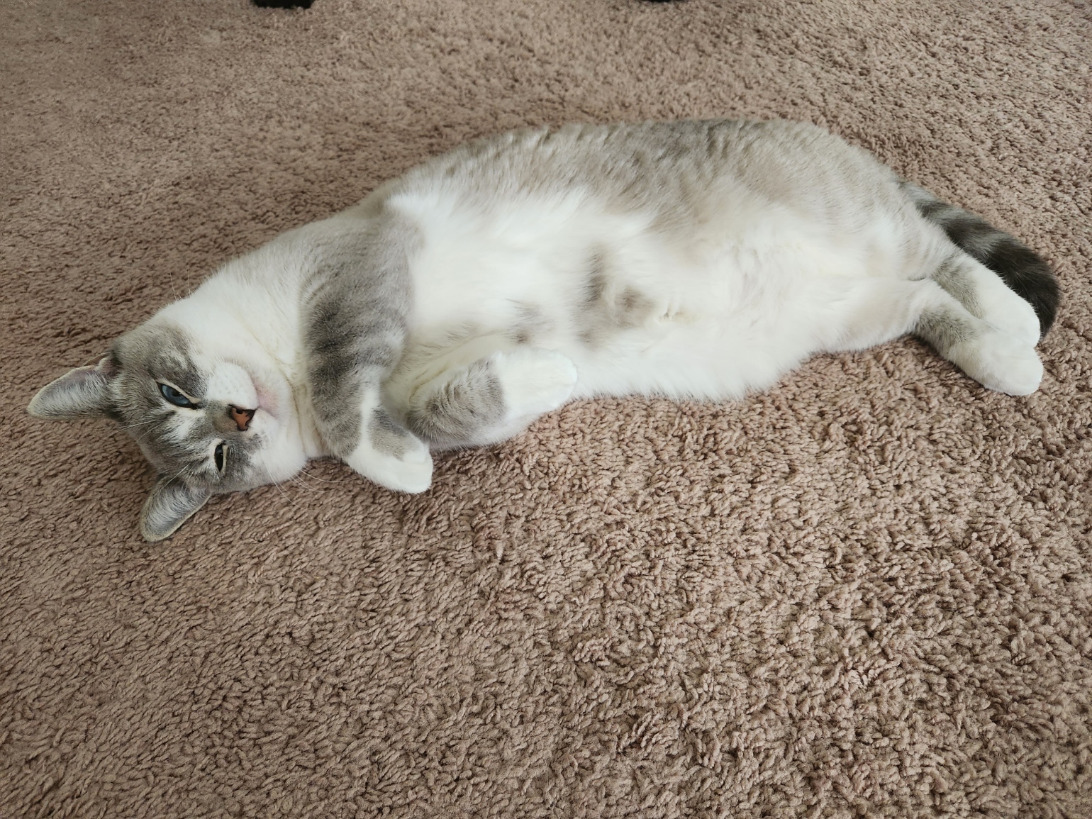 placeholder image-sq