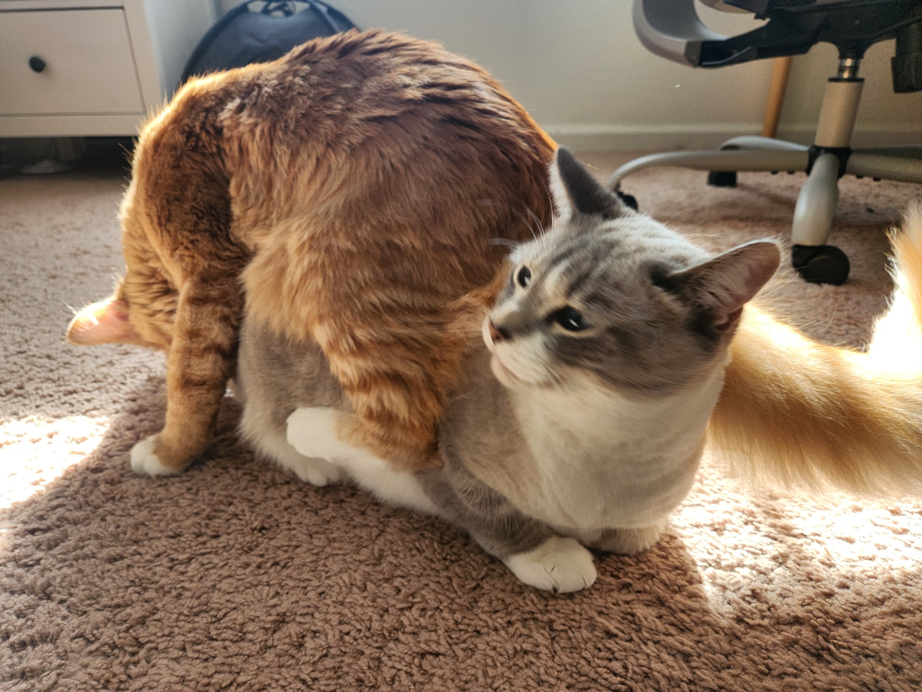 placeholder image-sq