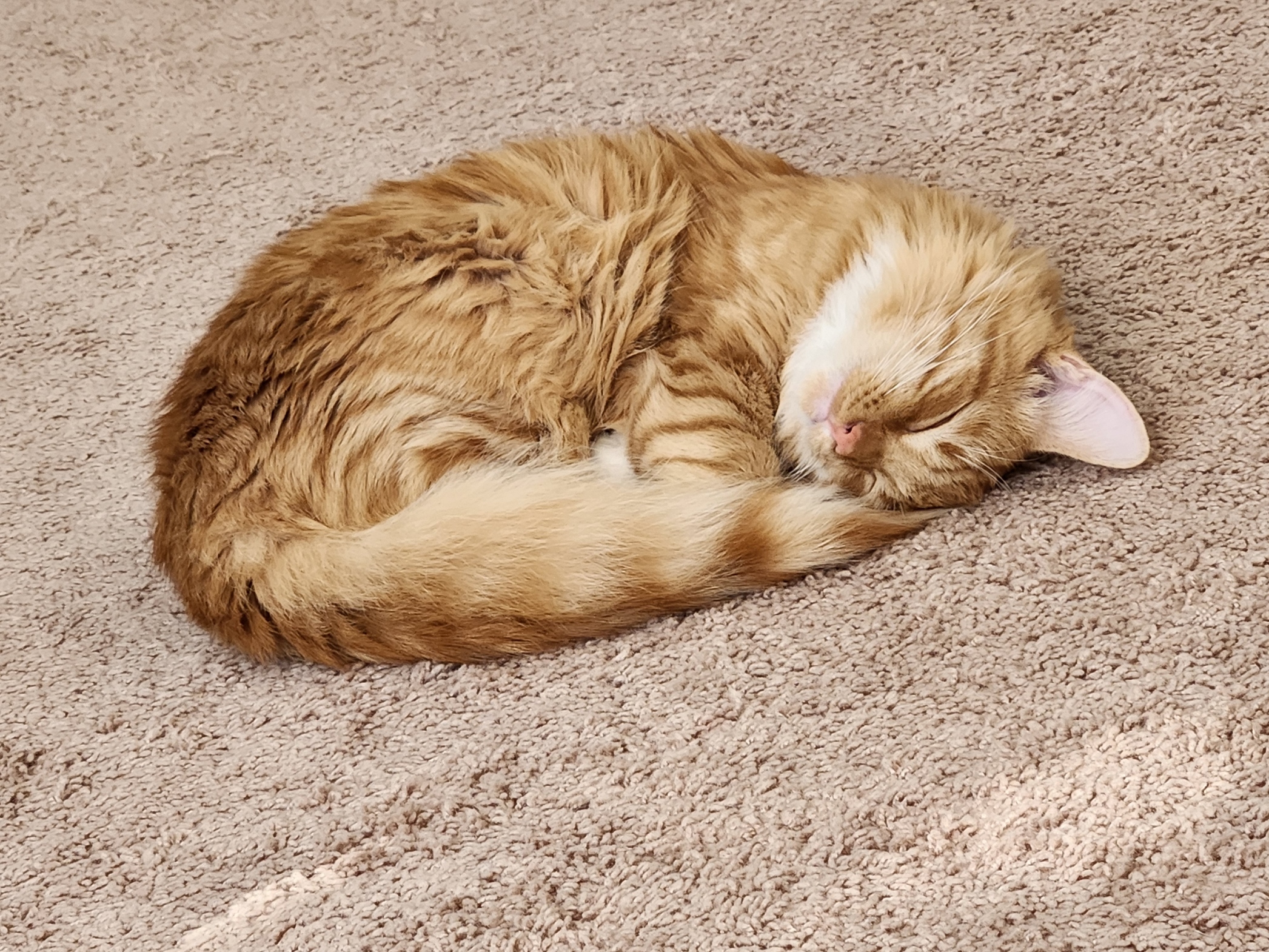 placeholder image-sq