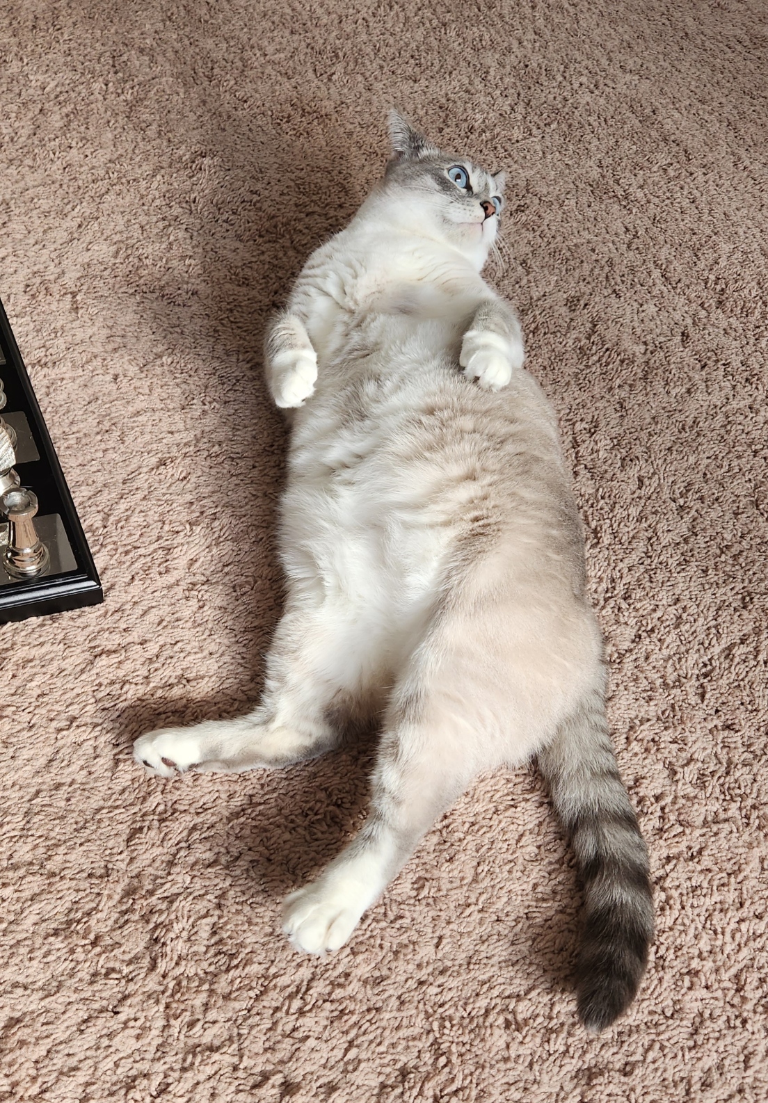 placeholder image-sq