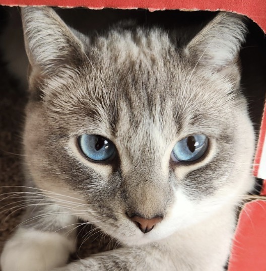 placeholder image-sq